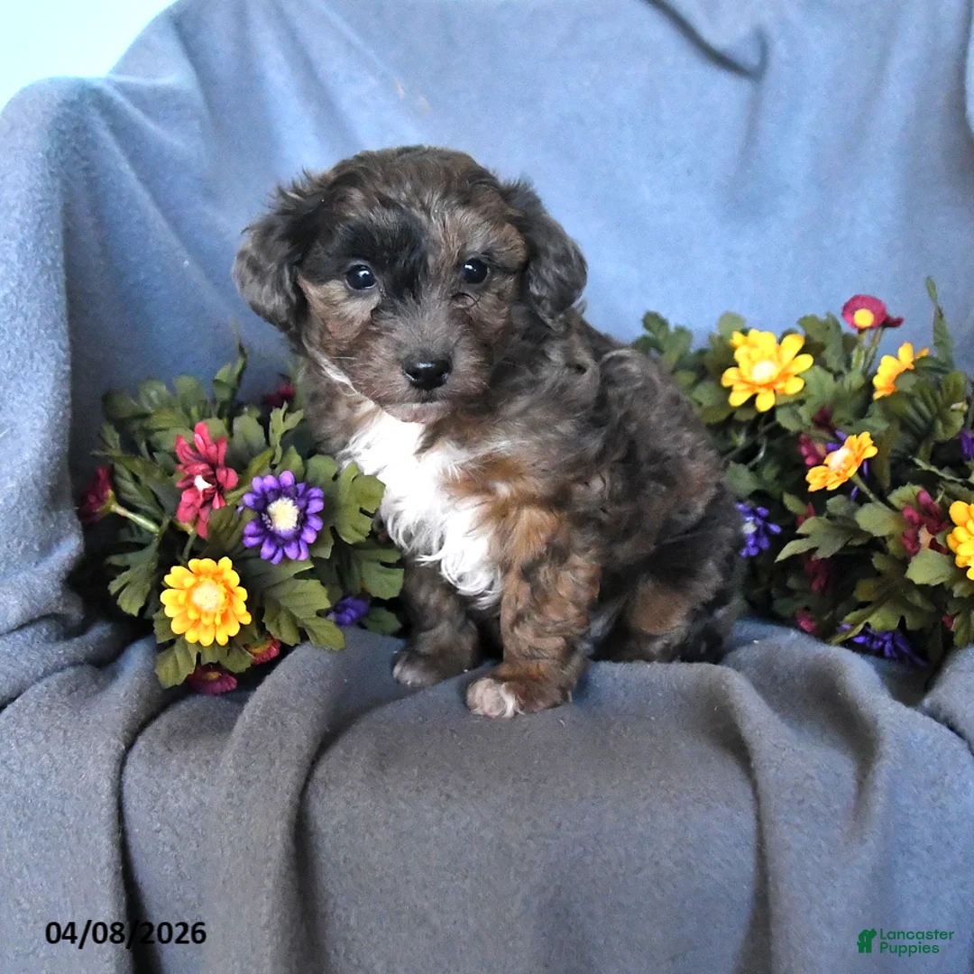 Mixed Breed dogs for sale: Teddy - Ad 1