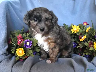 Mixed Breed dogs for sale: Teddy - Ad 2