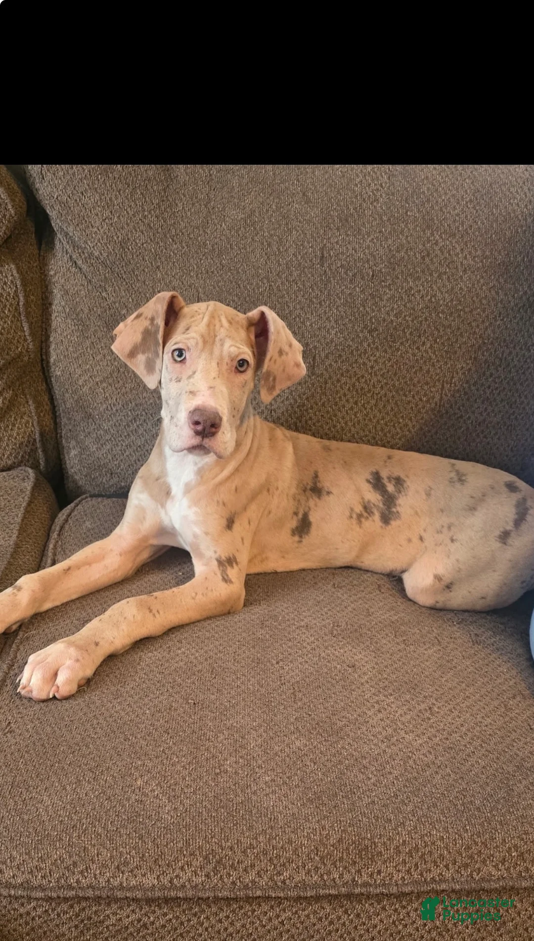 Great Dane dogs for sale: Willow - Ad 7