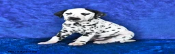 Dalmatian dogs for sale: Blaze - Ad 4