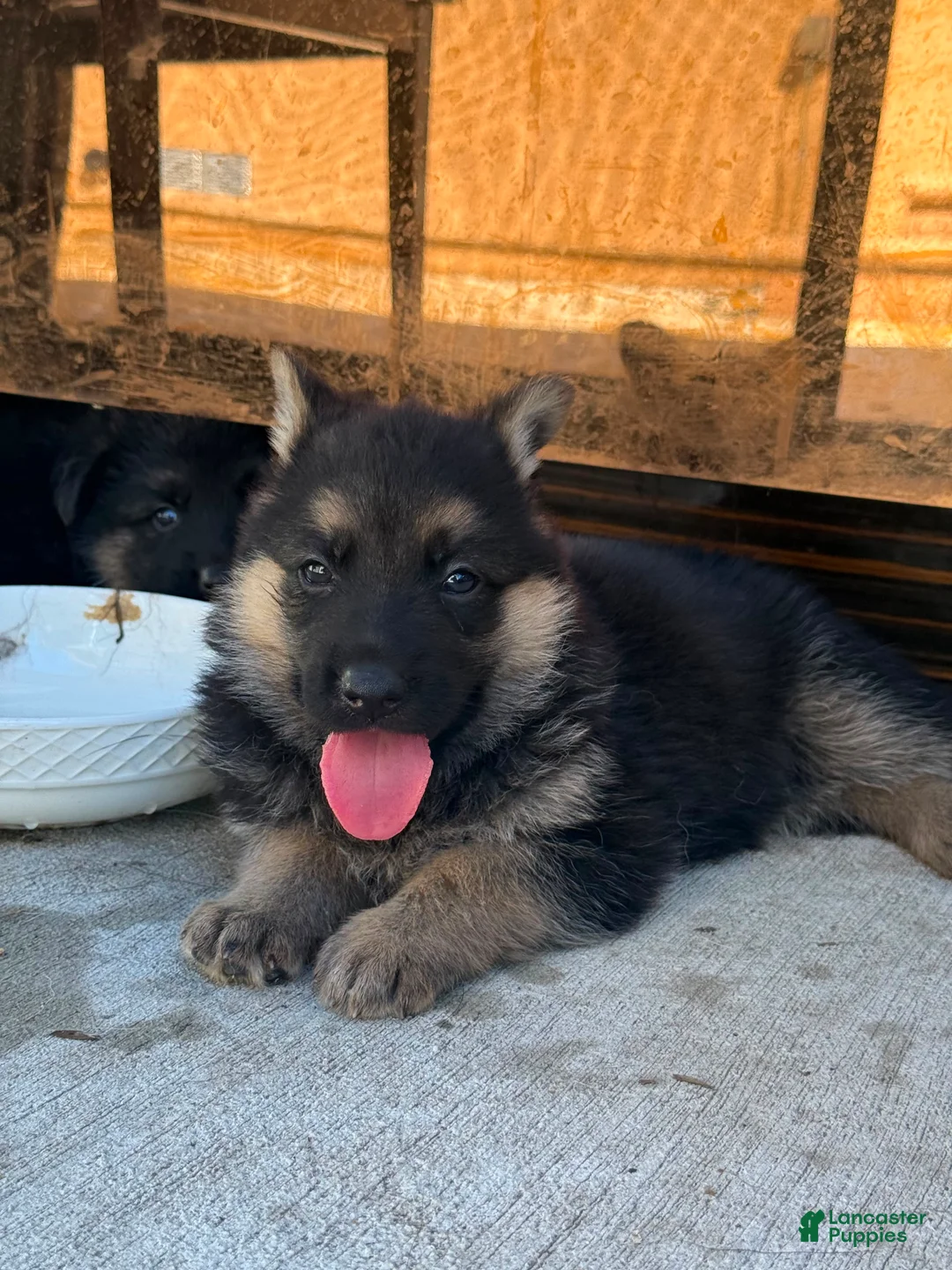 German Shepherd dogs for sale: German Shepherd 5 - Ad 1