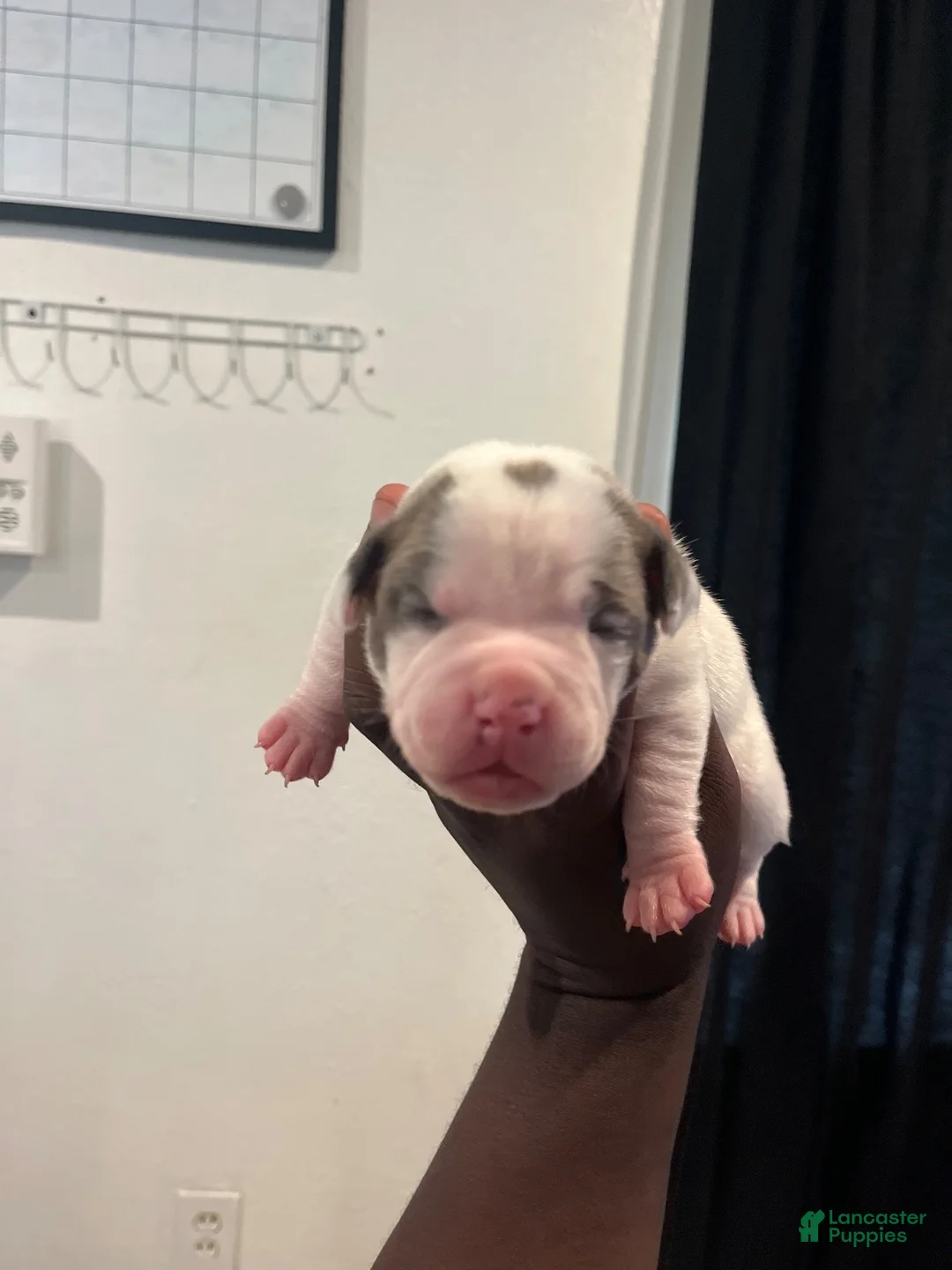 American Bully dogs for sale: Peanut - Ad 11