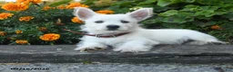 West Highland Terrier dogs for sale: Dolly - Ad 3