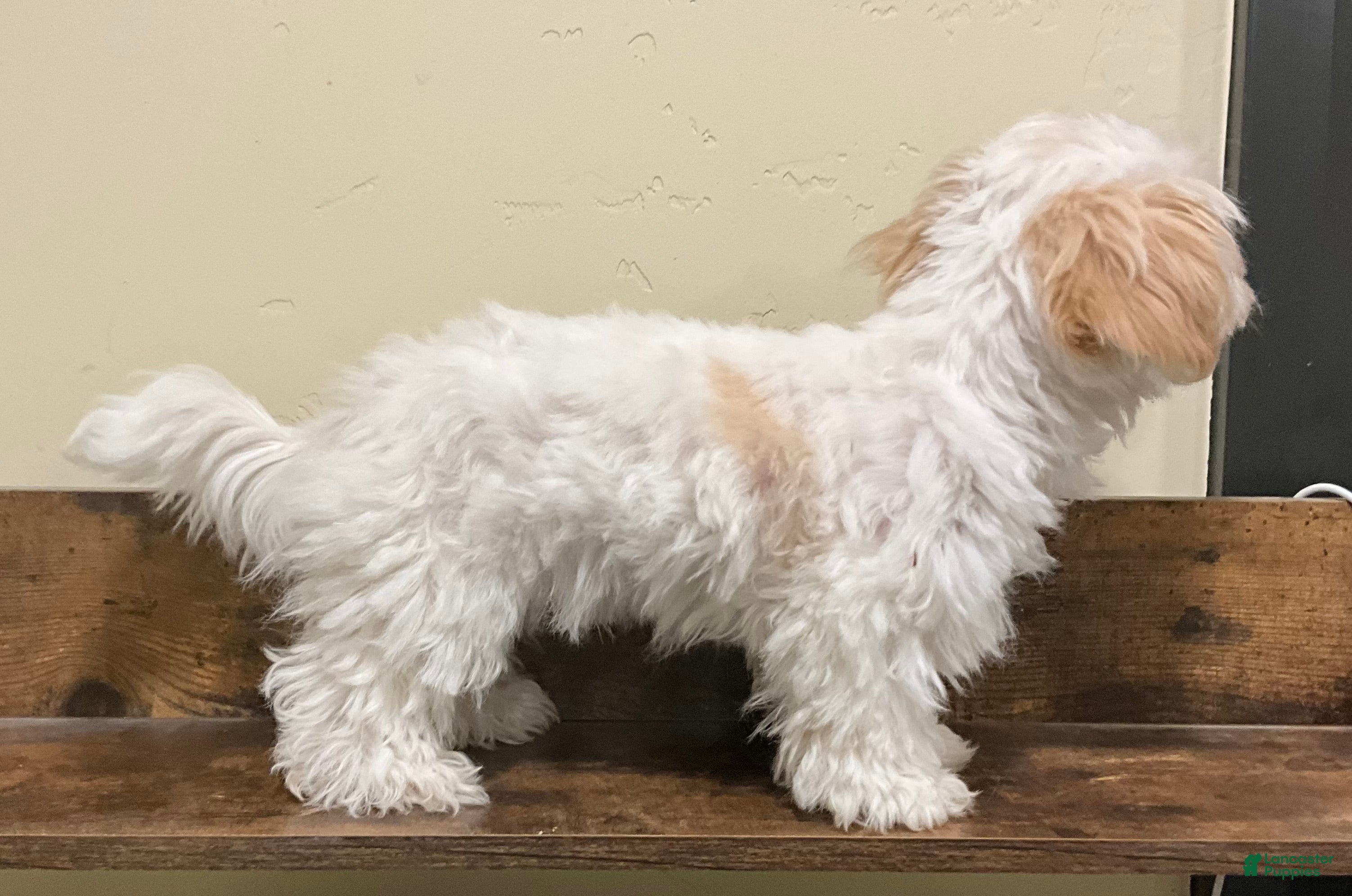 Morkie dogs Morkie Puppy 1 - Ad 2