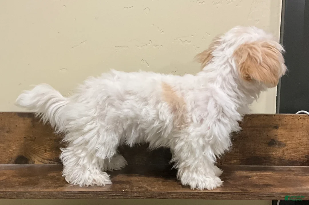 Morkie dogs for sale: Morkie Puppy 1 - Ad 2