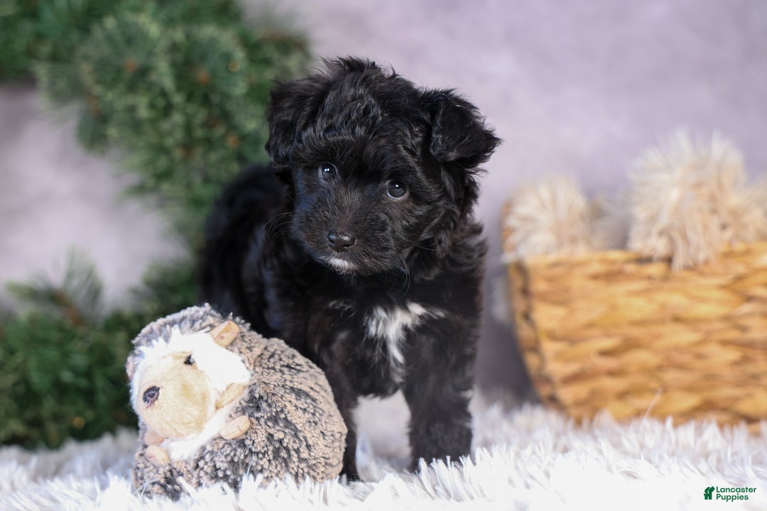 Mini Aussiedoodle dogs for sale: Kit Kat - Ad 23