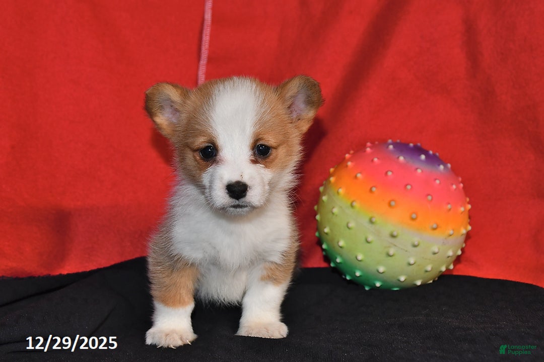 Welsh Corgi Pembroke dogs for sale: Corabelle - Ad 2