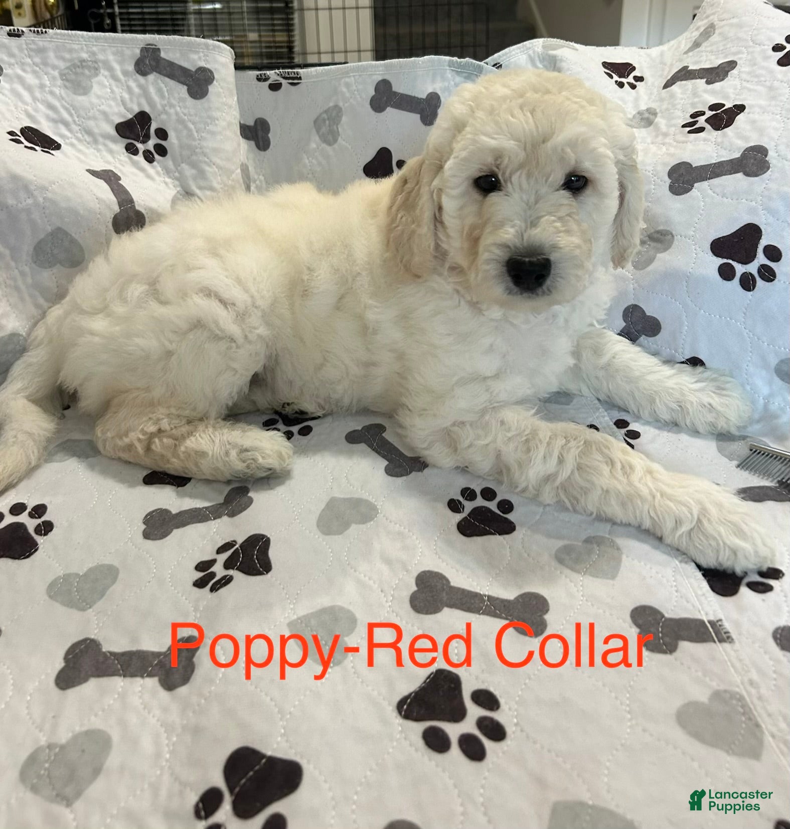 Goldendoodle dogs for sale: Poppy Red Female Goldendoodle  - Ad 2