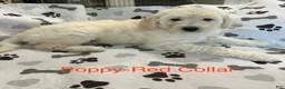 Goldendoodle dogs for sale: Poppy Red Female Goldendoodle  - Ad 1