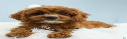 Cavapoo dogs for sale: Toffee 🧁 - Ad 14