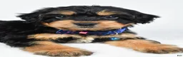 Mixed Breed dogs for sale: Tate - Ad 3