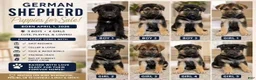 German Shepherd dogs for sale: German Shepherd 2 - Ad 23