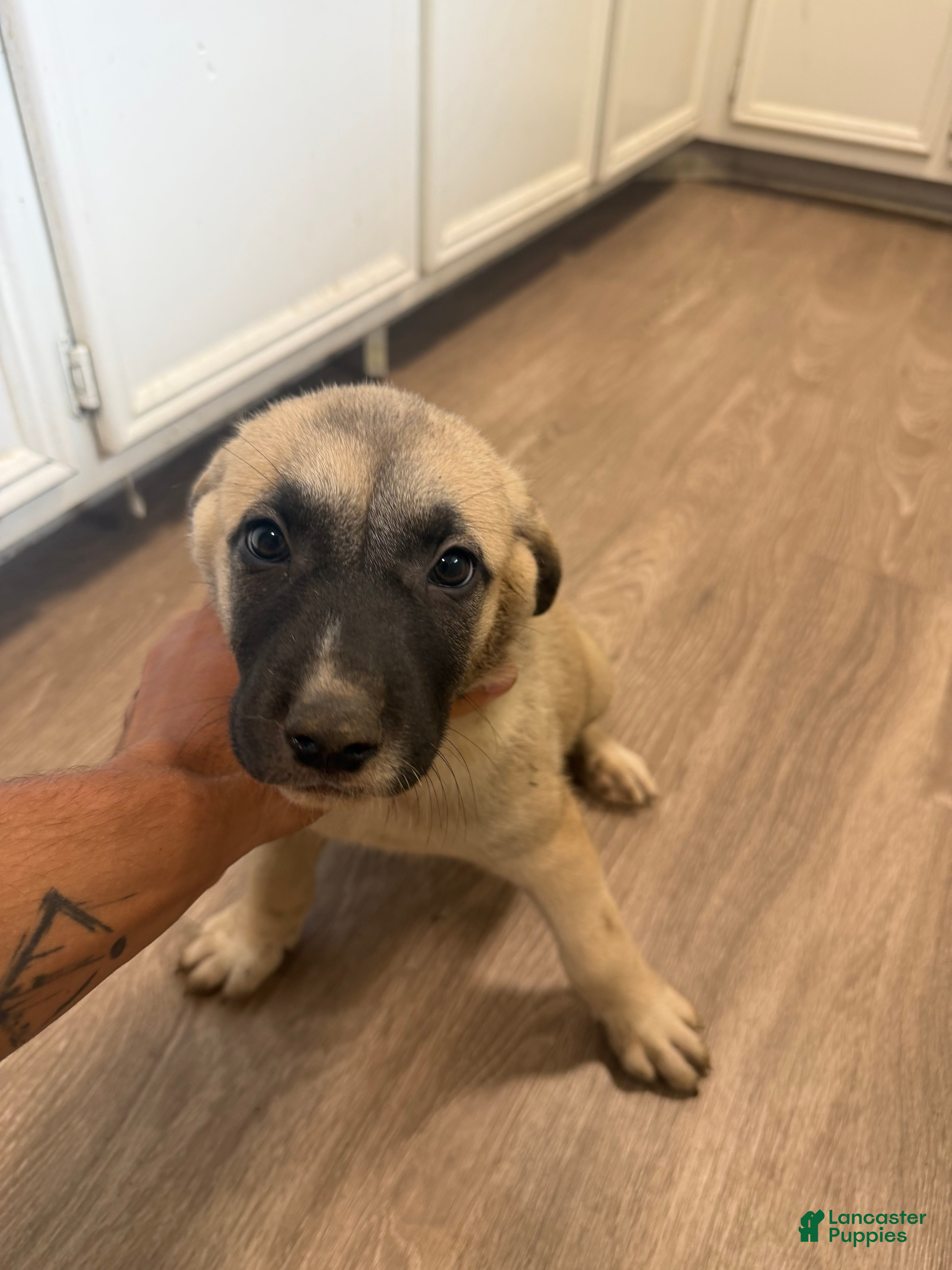 Mixed Breed dogs Mixed Breed 3 - Ad 34