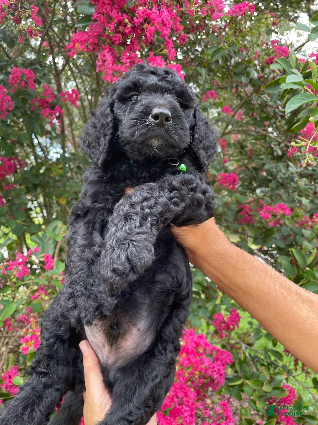 Goldendoodle dogs for sale: Toby - Ad 1