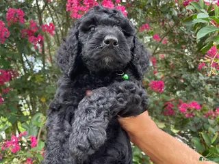 Goldendoodle dogs Toby - Ad 30