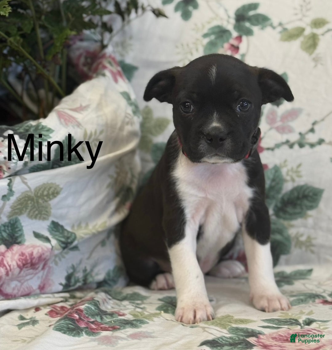 Mixed Breed dogs for sale: Minky - Ad 1