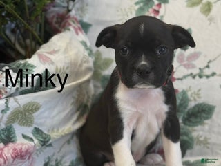 Mixed Breed dogs for sale: Minky - Ad 4