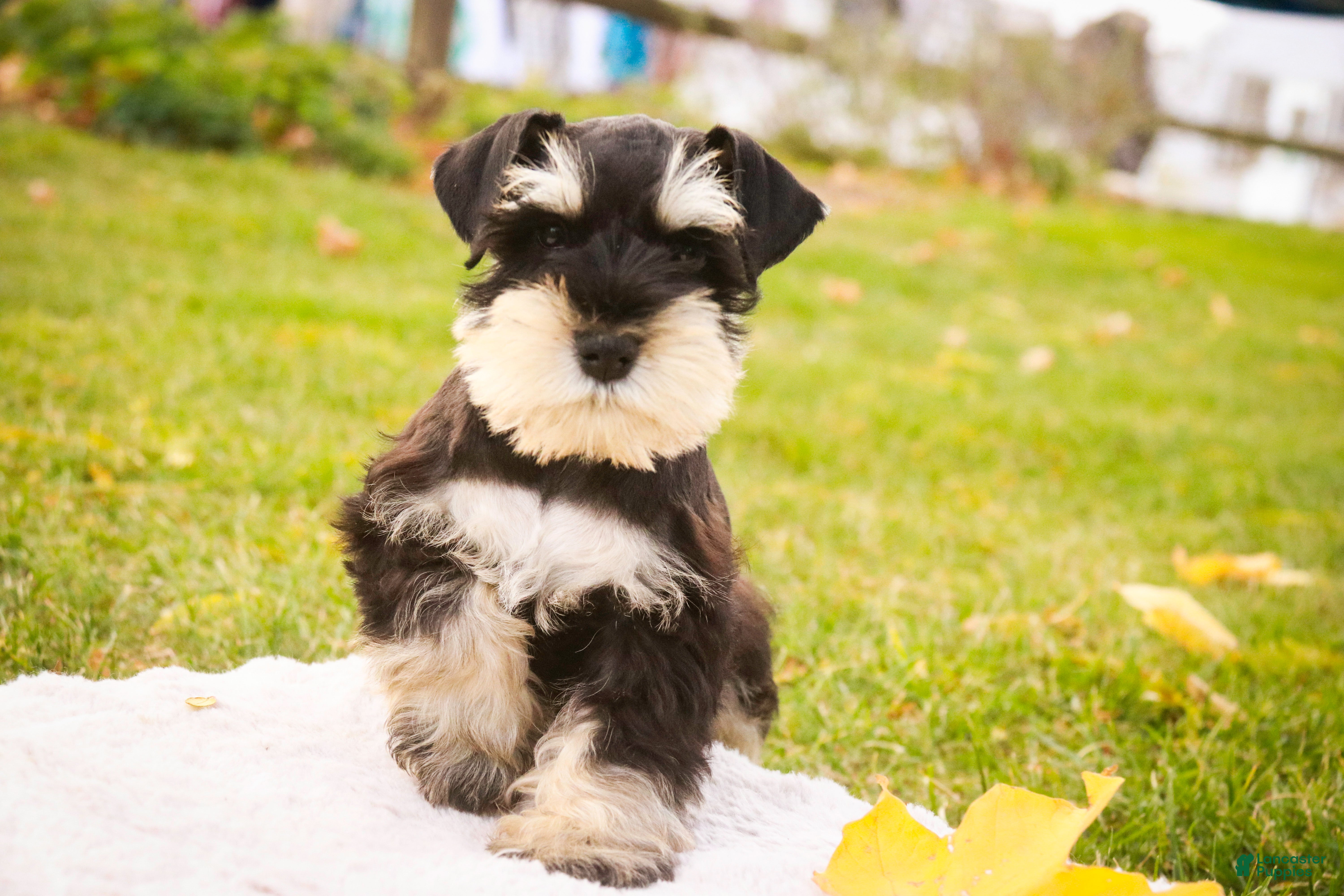 Miniature Schnauzer dogs Antonio - Ad 35