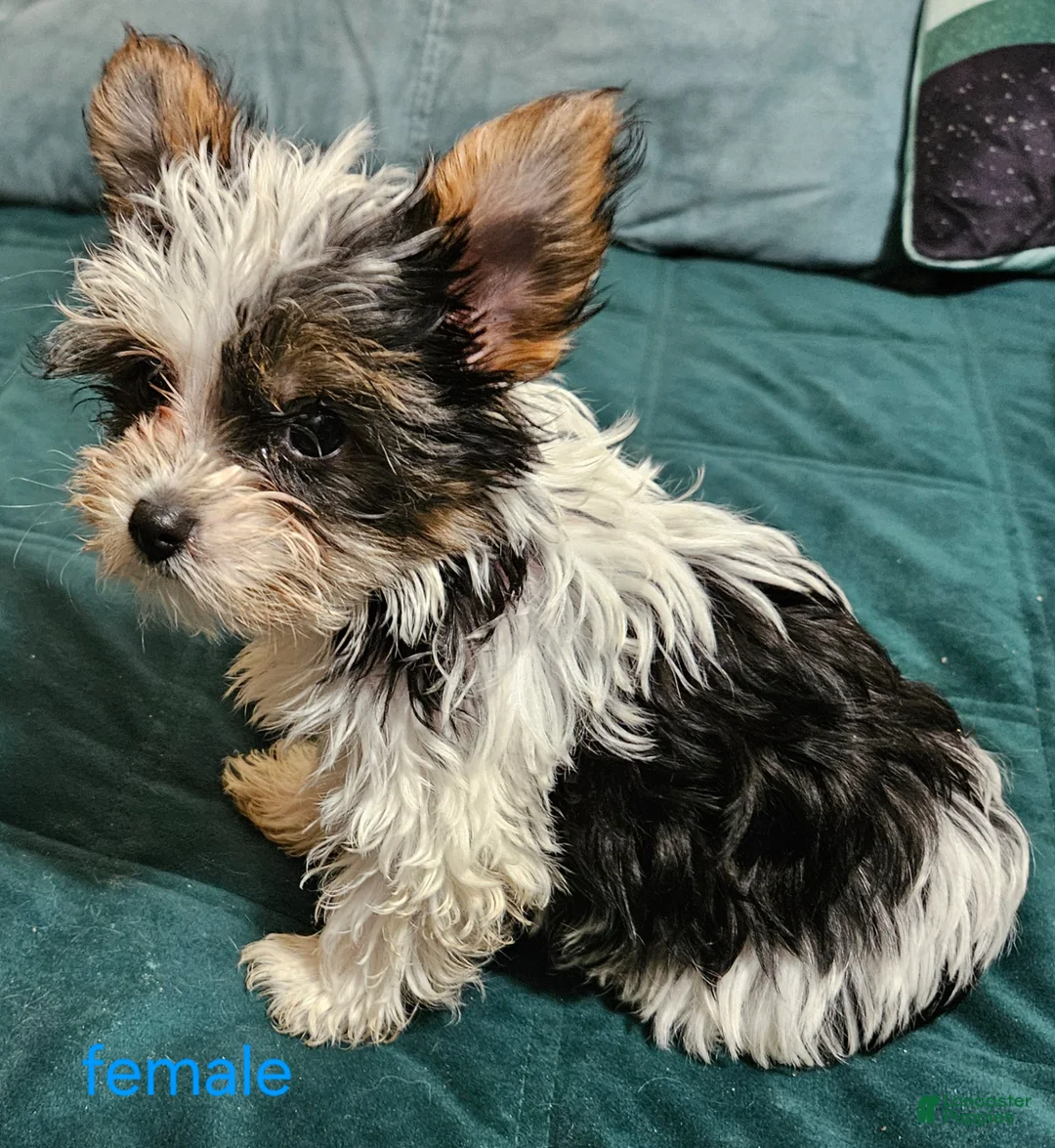 Yorkshire Terrier dogs for sale: Patsy - Ad 1