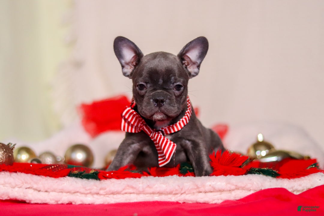 Mixed Breed dogs for sale: Hilda - Ad 4