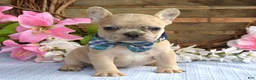 French Bulldog dogs for sale: Finn  - Ad 8