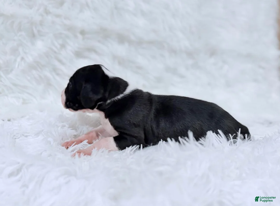 Great Dane dogs for sale: Ginny Weasley - Ad 5