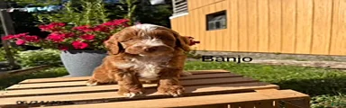 Banjo