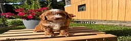 Cockapoo dogs for sale: Banjo - Ad 1