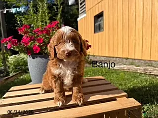 Cockapoo dogs Banjo - Ad 35