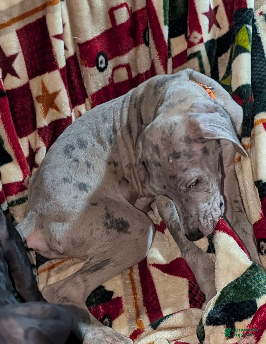 Great Dane dogs for sale: Great Dane Puppy 1 - Ad 8