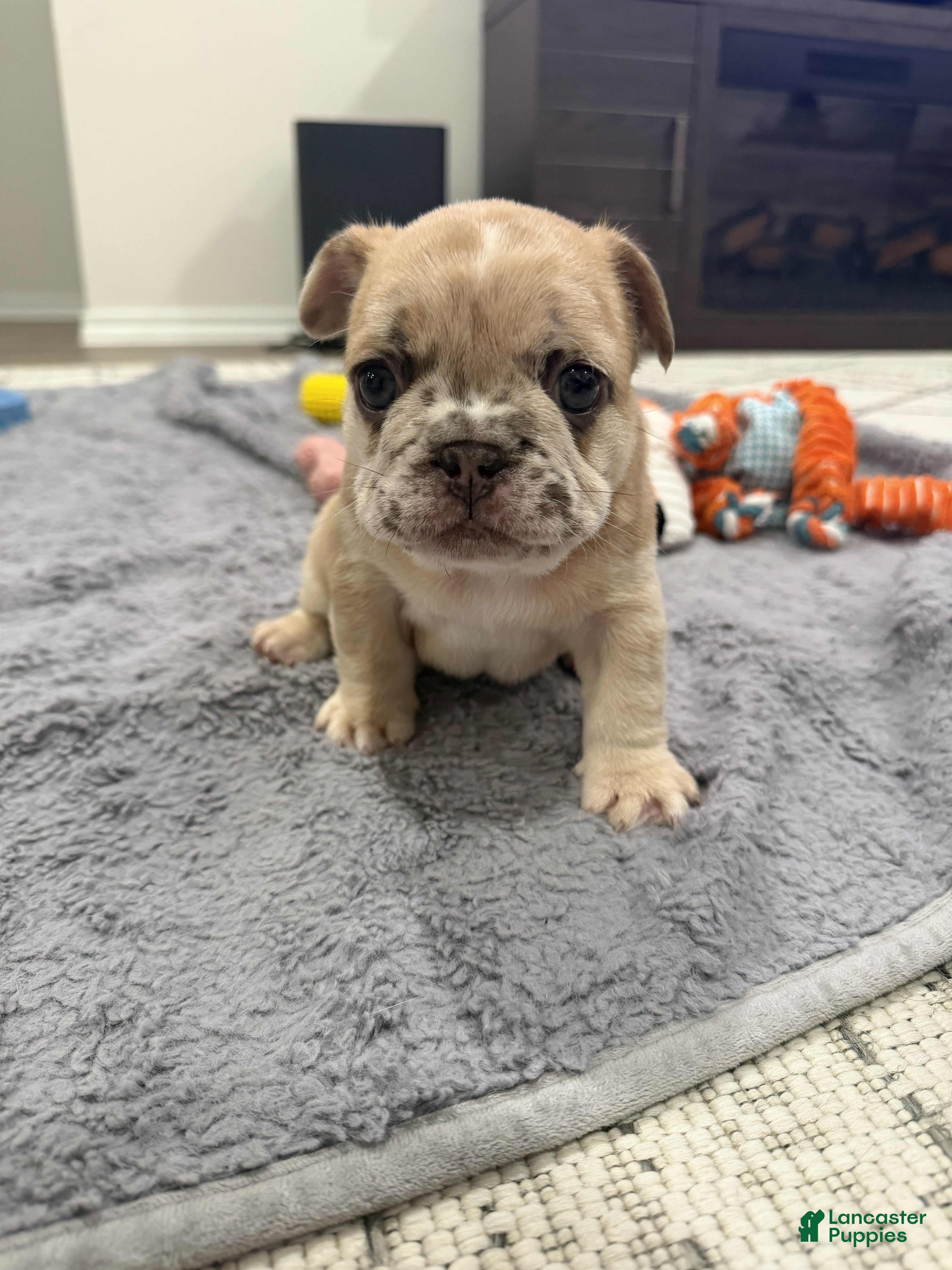 French Bulldog dogs Rowan - Ad 16