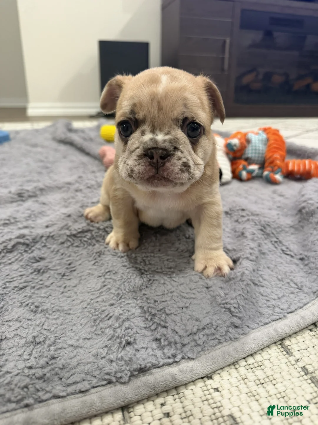 French Bulldog dogs for sale: Rowan - Ad 1