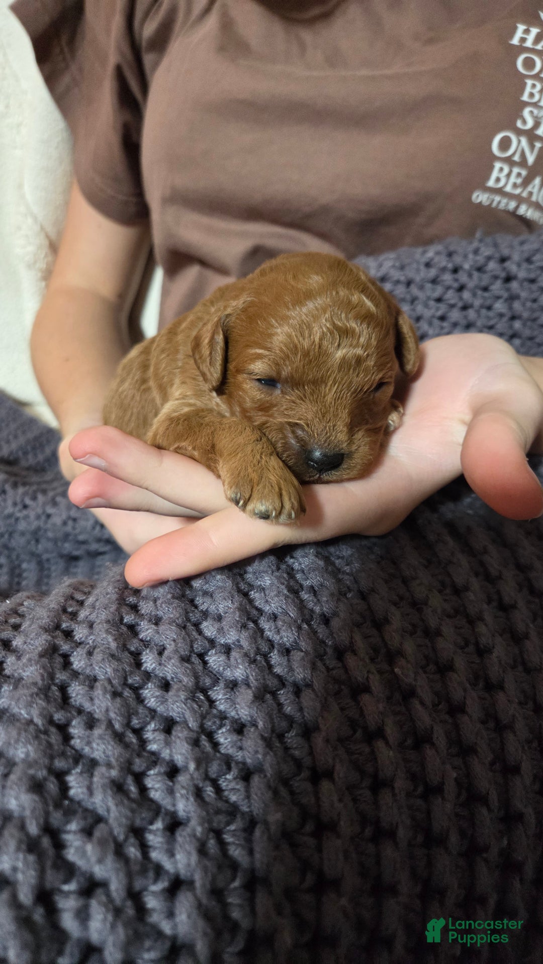 Cavapoo dogs for sale: Hadley  - Ad 1