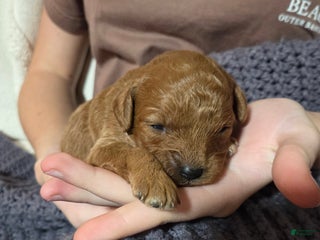 Cavapoo dogs Hadley - Ad 31