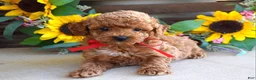 Toy Poodle dogs for sale: Preston - Ad 8