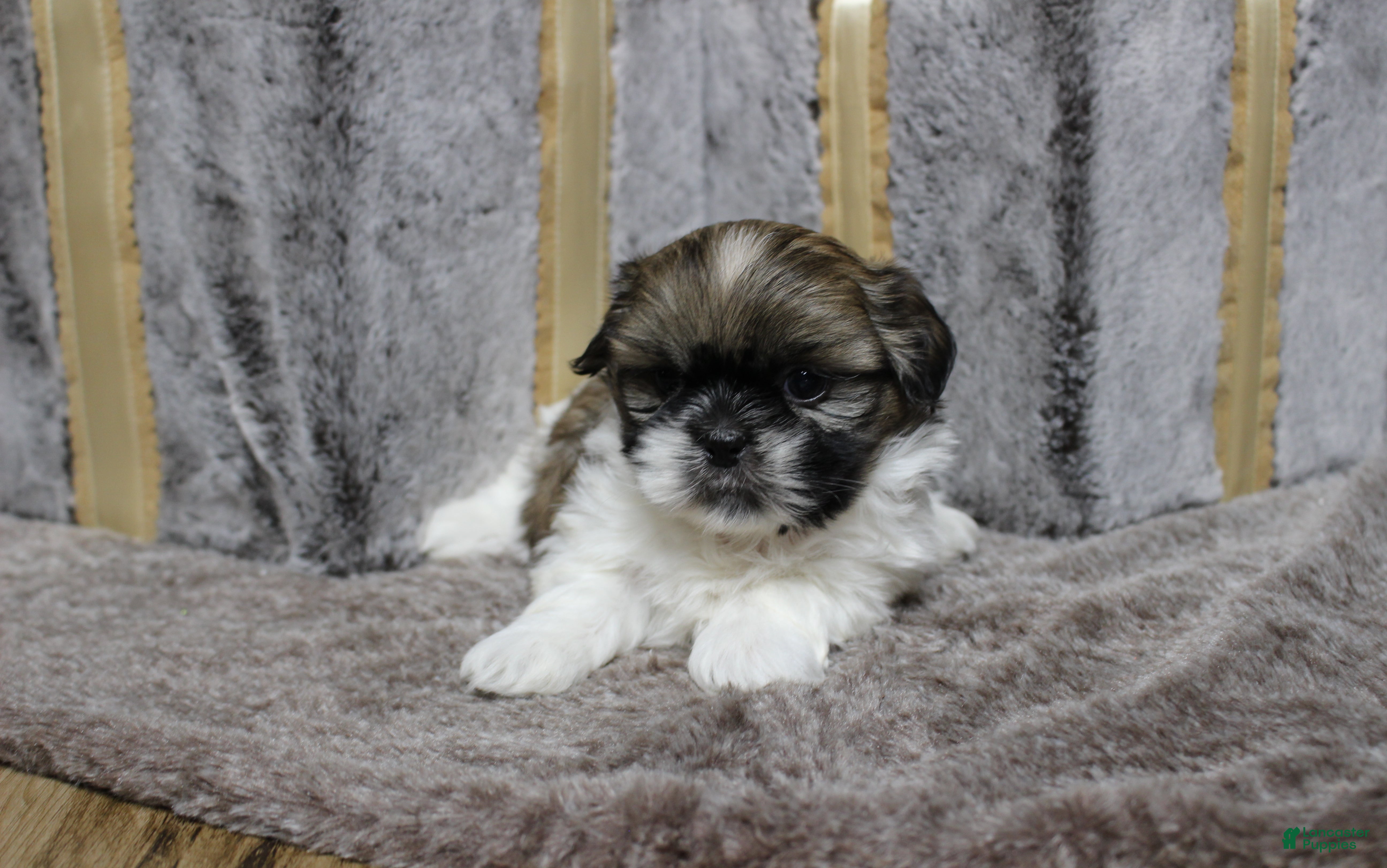 Shih Tzu dogs Sadie - Ad 41
