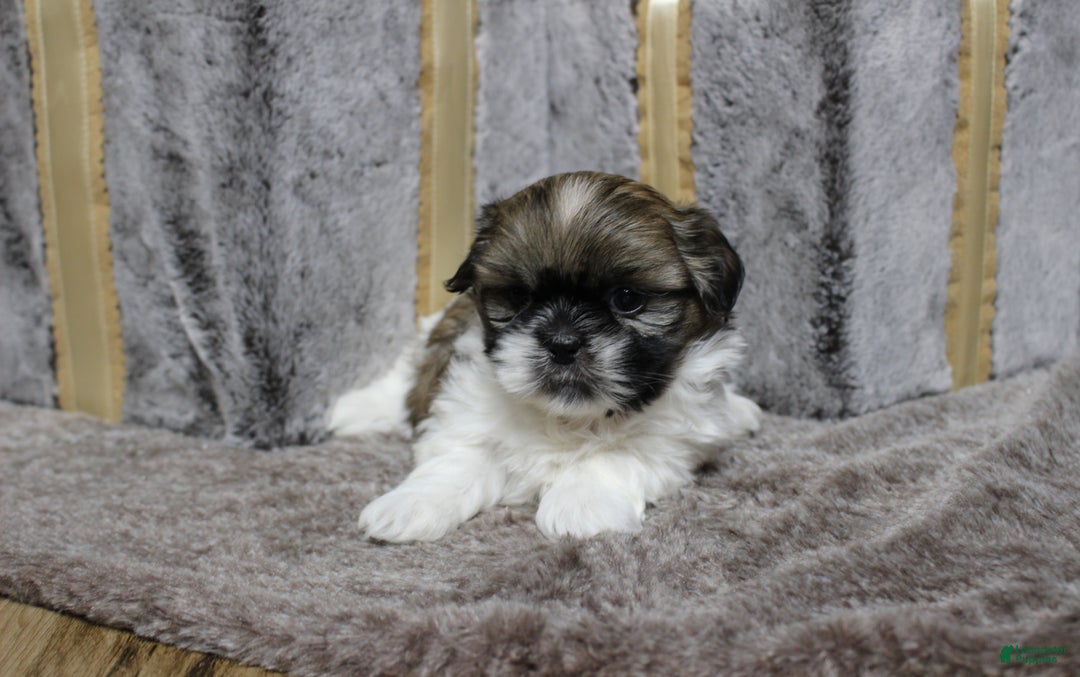 Shih Tzu dogs for sale: Sadie - Ad 1