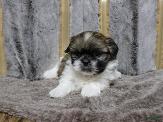 Shih Tzu dogs Sadie - Ad 41