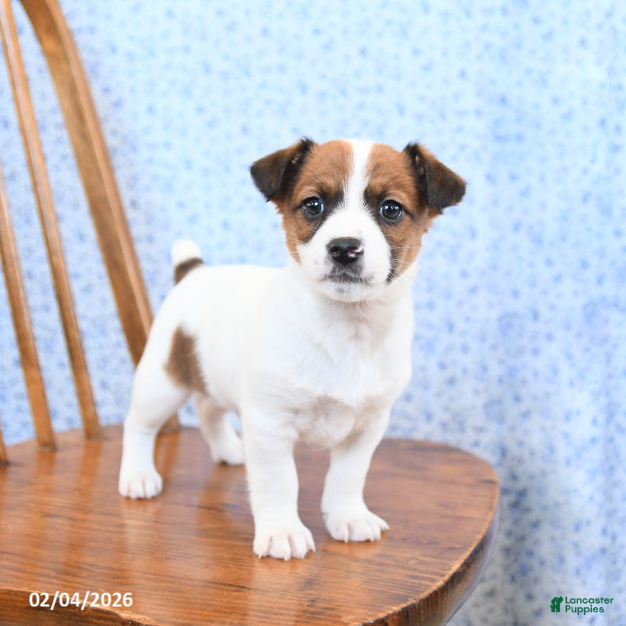 Jack Russell Terrier dogs Cocoa - Ad 29