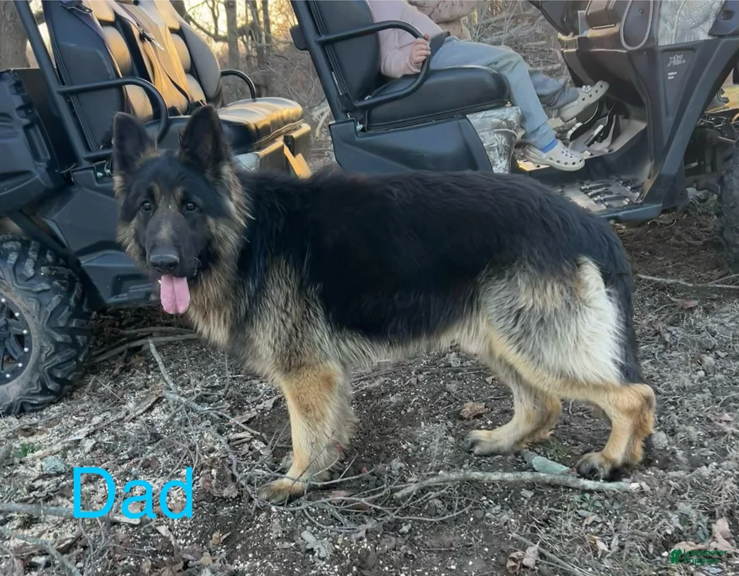 German Shepherd dogs for sale: Magnum - Ad 8