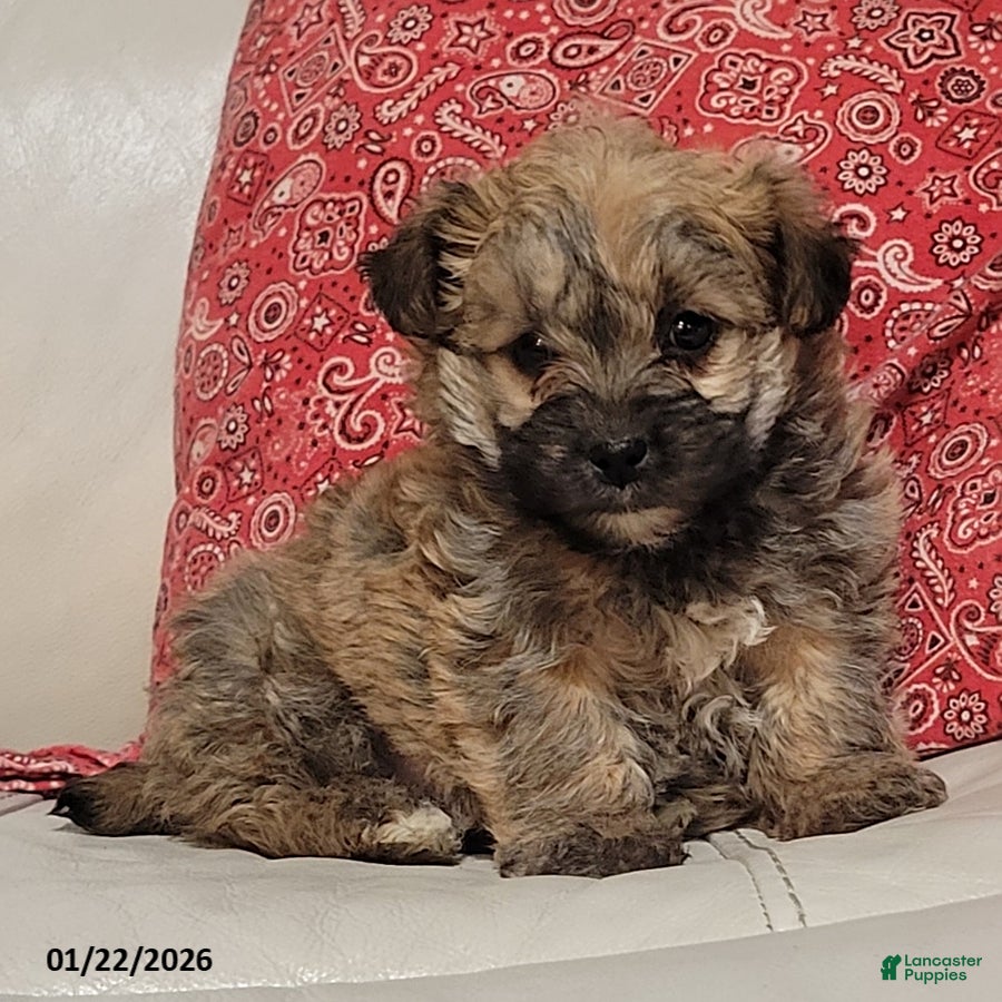 Yorkiepoo dogs Buster - Ad 6