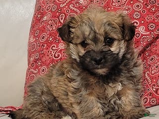 Yorkiepoo dogs Buster - Ad 6