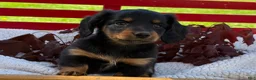 Miniature Dachshund dogs for sale: Birdie - Ad 7