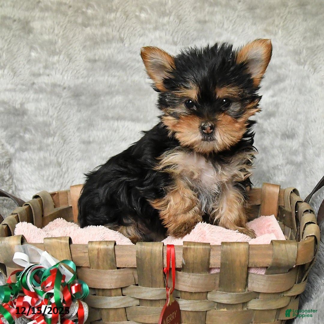 Yorkshire Terrier dogs for sale: Frieda - Ad 2