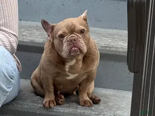 French Bulldog dogs Honey - Ad 11