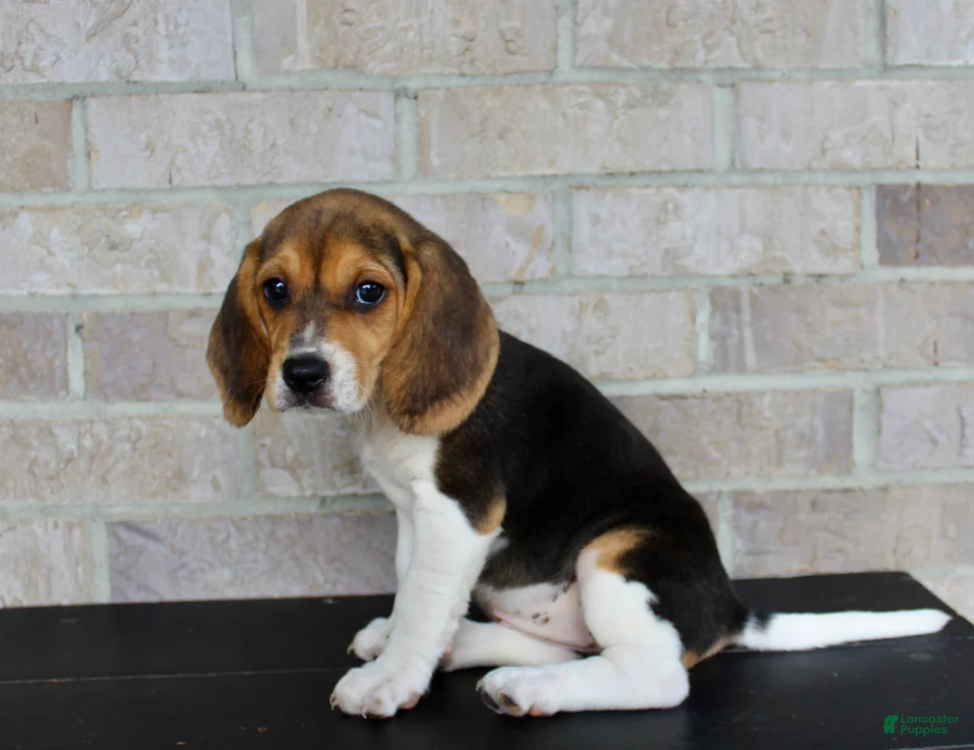 Beagle dogs for sale: Beauty - Ad 6