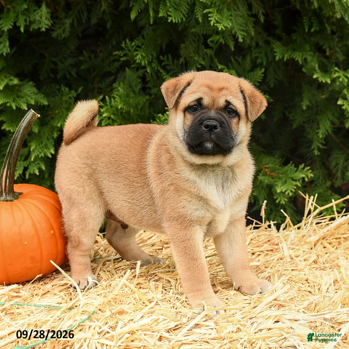 Mixed Breed dogs Ricky  - Ad 1