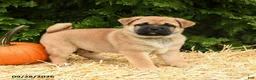 Mixed Breed dogs for sale: Ricky  - Ad 1