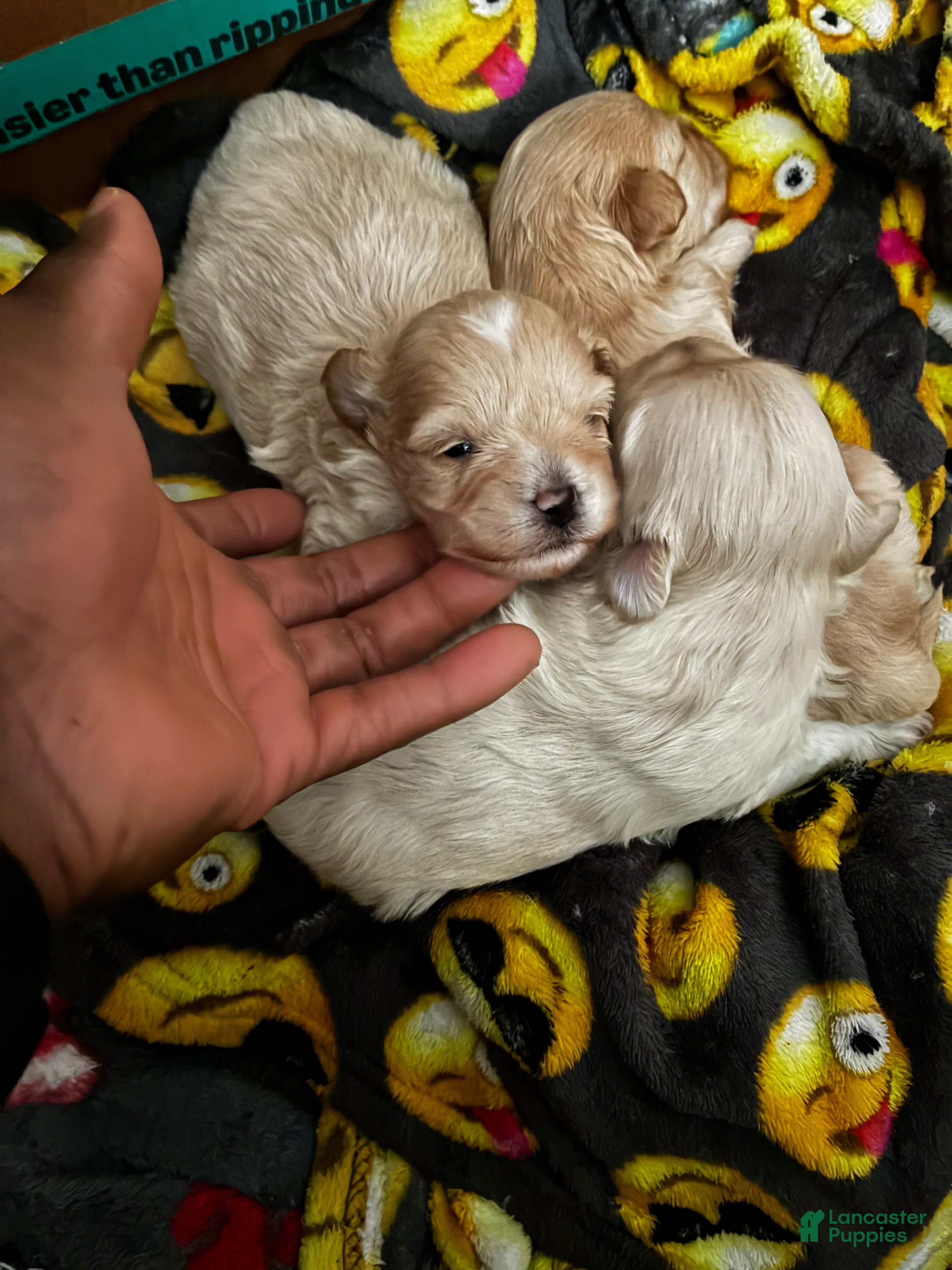 Maltipoo dogs Maltipoo Puppy 1 - Ad 11