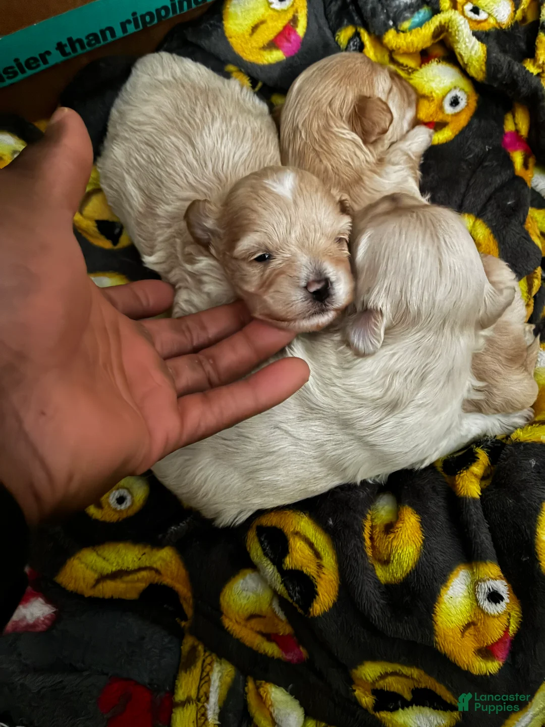 Maltipoo dogs for sale: Maltipoo Puppy 1 - Ad 1